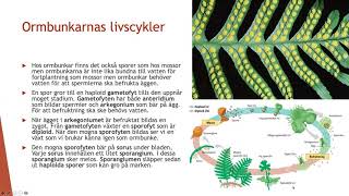 Livscykler hos växter  Biologi 2 100 p [upl. by Cowden]