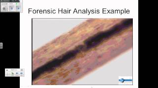 forensic hair analysis review [upl. by Aprile377]