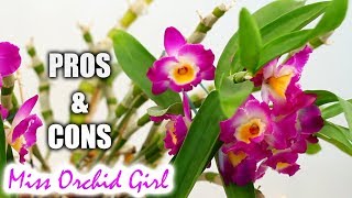 Pros amp Cons of growing Dendrobium Nobile Orchids in a home [upl. by Oeramed]