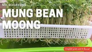 Mung Bean Microgreen and sprouts [upl. by Yruy]