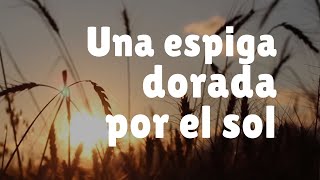 UNA ESPIGA DORADA POR EL SOL  Música para Dios [upl. by Swarts720]