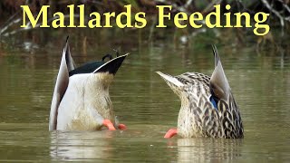 Mallard Ducks Feeding [upl. by Offen]