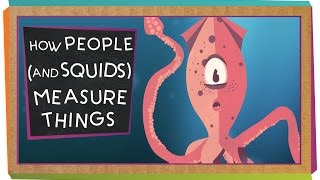 How People And Squids Measure Things [upl. by Penn96]