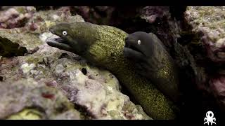 Scuba Diving in Koh Tao Thailand [upl. by Lorita]