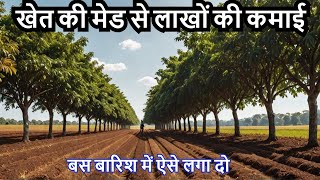 खेत की बाउंड्री से लाखों कमाए  Mahogany Ki Kheti Kaise Kare  Mahogany Tree Farming In India [upl. by Thorstein489]