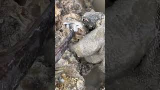 Harvesting rock oyster shortsfeed oyster [upl. by Oivalf]