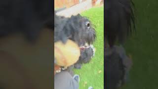 Black Russian Terrier Puppies For Sale in Suwanee [upl. by Ecenaj]