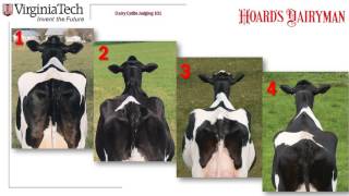 Dairy Judging 101 practice class H1 [upl. by Roehm]