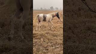 Race video horsesports horseracing horse [upl. by Elohcim]