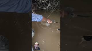 Amazing big catfish fishing fishingmethod fishingvideo fishingtips fypシ゚viral catfish fyp [upl. by Rodama]