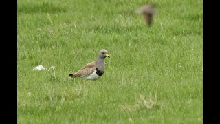 Greyheaded Lapwing Low NewtonbytheSea Northumberland 1523 [upl. by Eciryt867]