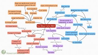 Red Blood Cells Erythrocytes Concept Map [upl. by Salvador]