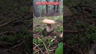 Amazing Boletus edulis King Bolete Cep shorts new trending nature wood mushroom wood pilze [upl. by Joeann]