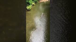 CROCODILE  SINGAPORE ZOO [upl. by Noiramaj343]