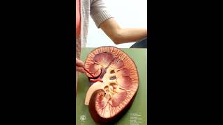 Urinary System Anatomy and Physiology II [upl. by Hutchinson]