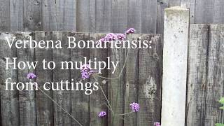 Verbena Bonariensis  How to Multiply From Cuttings [upl. by Edvard315]