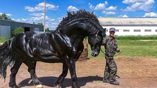 13 des Chevaux les Plus Grands et Puissants de la Planète [upl. by Aeht483]