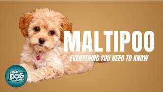 Maltipoo Dog Breed Guide  Dogs 101  Maltipoo [upl. by Rosalinda]