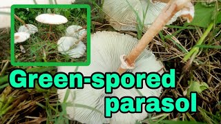 The beautiful greenspored parasol mushroom [upl. by Dajma487]