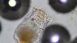 Zooplankton Feeding Under Microscope Rotifers [upl. by Mapel]