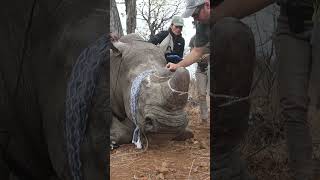 Dehorning a HUGE rhino to save him from poachers [upl. by Johnathon]