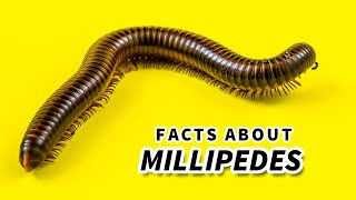 Millipede Facts a Millipede CANT HURT YOU  Animal Fact Files [upl. by Anirahtak]