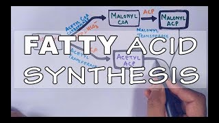 Fatty Acid Biosynthesis  Part II [upl. by Som]