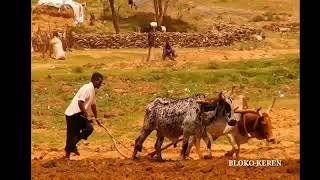 Eritrean music harstay hagerna [upl. by Wight]