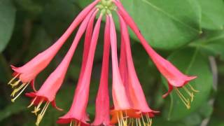 Plant portrait  Coral honeysuckle Lonicera sempervirens [upl. by Ottillia345]