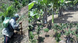 ARECANUT FARMING  BETEL NUT FARM  Beautiful and hard working farmer💪 [upl. by Rizika777]