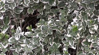 Euonymus fortunei  Kriechspindel Fortunes Spindle [upl. by Hackett]