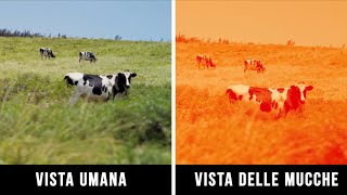 Ecco Come Vedono Realmente gli Animali [upl. by Ynafetse439]