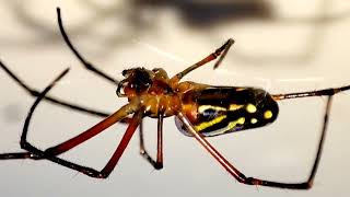 Curiosidades de la Araña Leucauge Argyra [upl. by Welker]