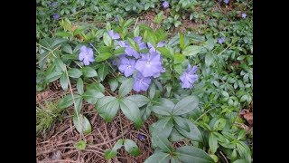 Transplanting Ground Cover [upl. by Aicillyhp]