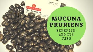 MUCUNA PRURIENS  VELVET BEANS  BENEFITS AND USES [upl. by Volkan677]