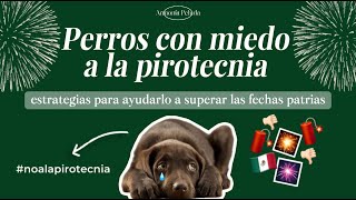 TIPS para PERROS con MIEDO a la PIROTECNIA💥😣 ayúdalo a superar con éxito las fiestas patrias 🇲🇽 [upl. by Sleinad]