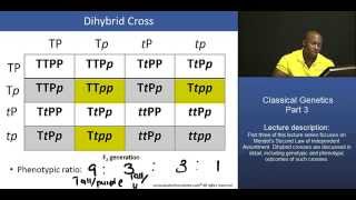 DAT Mendelian Inheritance – Part 3 Dihybrid Cross Example [upl. by Shafer471]