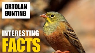 Exploring the Fascinating World of Ortolan Bunting  Interesting Facts  The Beast World [upl. by Shae522]