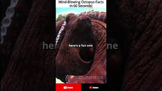 Mind Blowing Octopus Facts in 60 Seconds [upl. by Comyns]