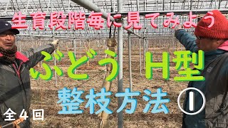 【ぶどうの栽培入門】＃４ H型の整枝（シャインマスカット・ナガノパープル）14【定植１年経過の樹】 [upl. by Hong]