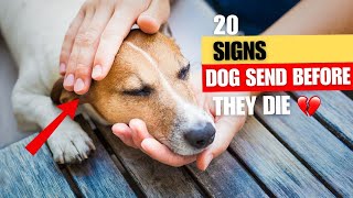 20 signs to know when It’s Time Saying Goodbye to Your Dog [upl. by Haneehs334]