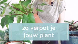 Zo verpot je jouw plant [upl. by Drofhsa230]