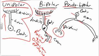 Histology of Nervous Tissuewmv [upl. by Ahsrats]