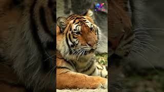 Kaplan Panthera Tigris animals [upl. by Goodman772]