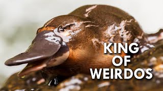 Platypus The King of Weirdos [upl. by Jary]