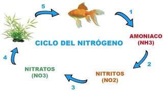 El ciclado del acuario existe [upl. by Otrebmal]