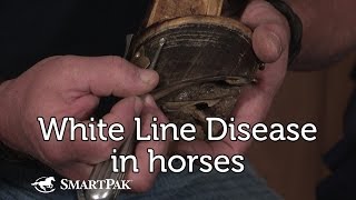 White Line Disease [upl. by Aneet]