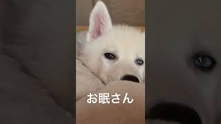 お眠さんおはよう！ シベリアンハスキー dog 可愛い 子犬 北海道 [upl. by Eah]