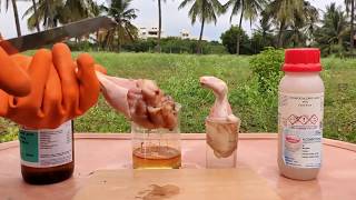 CHICKEN VS SULFURIC ACID VS HCL ACID  DAMAGE TO SKIN BY ACIDS  EXPERIMENTS AND HACKS [upl. by Anayad]