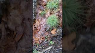 Digging white pine wildlings for transplanting [upl. by Casey817]